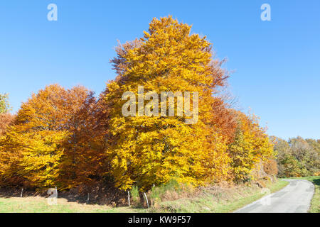 Bunte Buche Bäume entlang einer ländlichen Straße im Herbst, Herbst Creuse, Nouvelle-Aquitaine, Frankreich. Zuvor als das Limousin bekannt. Stockfoto