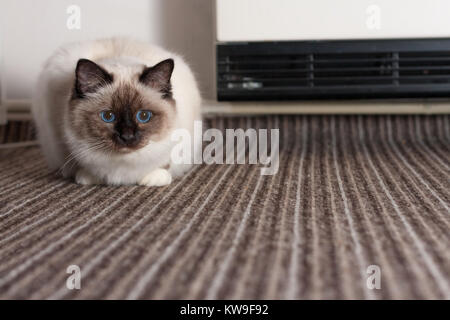 Ein Seal Point Birma Katze, 9 Monate alten Katze, Mann mit blauen Augen liegt auf Teppich Stockfoto