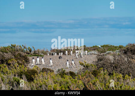 Anzeigen von magellanic Penguin (Spheniscus Magellanicus) an Reserva Cabo Virgenes (Pingüinos erhalten), in der Nähe von Rio Gallegos, Santa Cruz, Argentinien Stockfoto