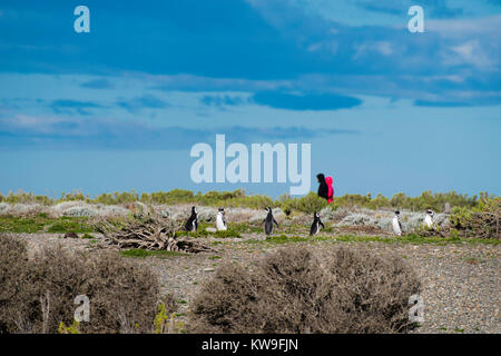 Anzeigen von magellanic Penguin (Spheniscus Magellanicus) an Reserva Cabo Virgenes (Pingüinos erhalten), in der Nähe von Rio Gallegos, Santa Cruz, Argentinien Stockfoto