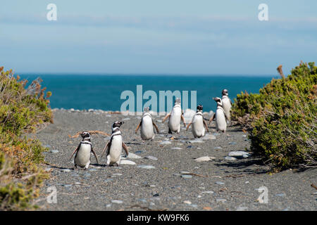 Anzeigen von magellanic Penguin (Spheniscus Magellanicus) an Reserva Cabo Virgenes (Pingüinos erhalten), in der Nähe von Rio Gallegos, Santa Cruz, Argentinien Stockfoto