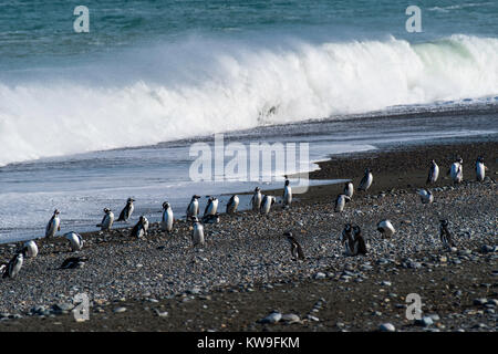 Anzeigen von magellanic Penguin (Spheniscus Magellanicus) an Reserva Cabo Virgenes (Pingüinos erhalten), in der Nähe von Rio Gallegos, Santa Cruz, Argentinien Stockfoto