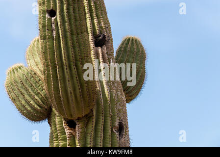 In einem Loch in einer Saguaro Kaktus Vogel (Carnegiea gigantea) in den Saguaro National Park, Arizona, USA Stockfoto