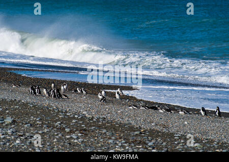 Anzeigen von magellanic Penguin (Spheniscus Magellanicus) an Reserva Cabo Virgenes (Pingüinos erhalten), in der Nähe von Rio Gallegos, Santa Cruz, Argentinien Stockfoto