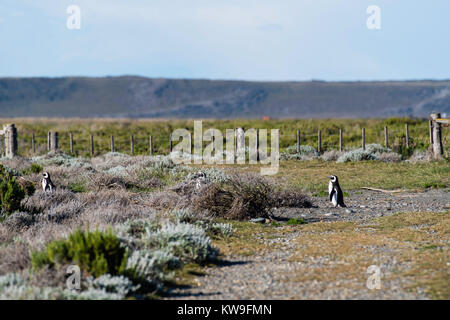 Anzeigen von magellanic Penguin (Spheniscus Magellanicus) an Reserva Cabo Virgenes (Pingüinos erhalten), in der Nähe von Rio Gallegos, Santa Cruz, Argentinien Stockfoto