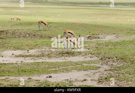 Nahaufnahme von Thompson's Gazelle (Wissenschaftlicher Name: Gazella Thompsoni oder der wala Tomi' in Swaheli) im Ngorongoro Nationalpark, Tansania Stockfoto