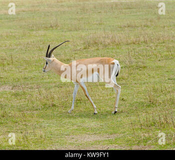 Nahaufnahme von Grant's Gazelle (Gazella Granti, robertsi oder der Wala granti' in Swaheli) im Ngorongoro Nationalpark, Tansania Stockfoto