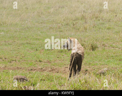 Nahaufnahme der Tüpfelhyäne (Crocuta Wissenschaftlicher Name: cCrocuta madoa, oder 'Fisi' in Swaheli) Bild auf Safari in die Serengeti/Tarangire, Lak entfernt Stockfoto