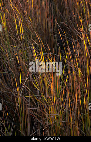 Sun schlagen Schaufeln des cattail Blätter in einer dichten Feuchtgebiet Marsh in den späten Nachmittag am Salton Sea, Kalifornien; es ist die goldene Stunde, sehr bunt Stockfoto