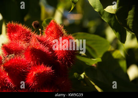 Rot haarige Achiote oder Annatto hängen von einem Baum Stockfoto