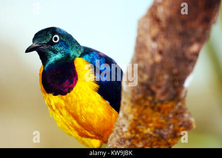 Bunte glänzende und glänzende metallische Farben golden-breasted Starling (cosmopsarus Regius) aus Afrika mit weissen Augen hocken auf einem verschwommen Zweig Stockfoto