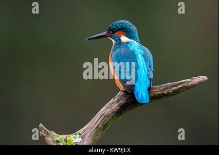 Eisvogel Stockfoto