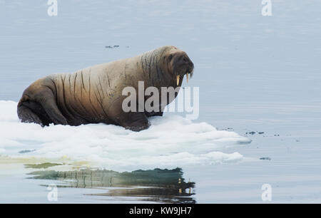 Atlantischen Walross auf Eisscholle