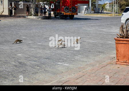 Touristen beobachten Banded mongoose (Mungos Mungo) in Namutoni Camp im Etosha National Park, Namibia, Afrika Stockfoto