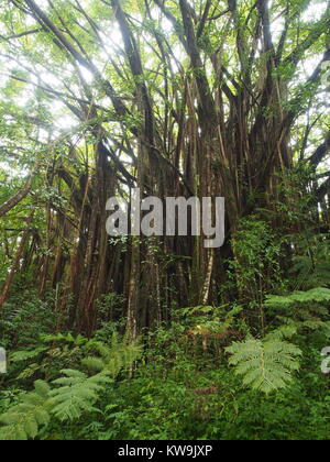 Licht fällt durch die Baumkronen des Banyan Tree, Regenwald in Akaka Falls State Park, Big Island, Hawaii Stockfoto