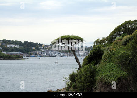 Ein Baum hängt an einer Klippe in Kinsale Irland Stockfoto