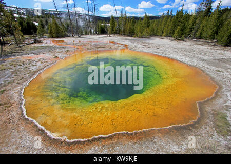Die berühmten Morning Glory Pool im Yellowstone National Park, USA Stockfoto