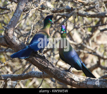 Lila-Crested Turaco (Tauraco porphyreolophus) an der Mkuze Game Reserve, KwaZulu Natal, Südafrika, Stockfoto