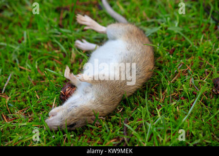 Füße und Bauch der tote Ratte zeigen, wie es auf grünem Gras legt Stockfoto