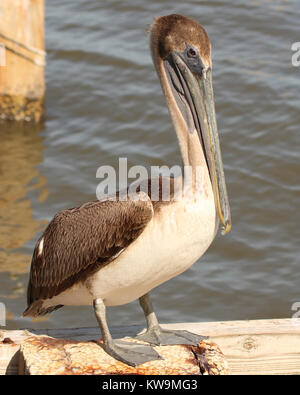 Juvenile Braune Pelikan auf die Docks von Cedar Key, Florida Stockfoto