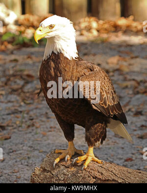 Der Weißkopfseeadler, stehend auf einem Log in Homosassa Springs State Wildlife Park in Florida, wo Sie verletzte Tiere Pflege Stockfoto