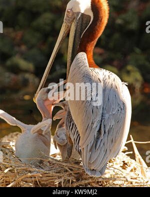 Brown pelican Fütterung zwei junge Küken in Nest an Homosassa Springs State Wildlife Park, Florida Stockfoto