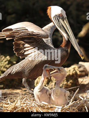 Zwei hungrigen Baby braune Pelikane mit Mutter wacht über Sie im Nest Stockfoto
