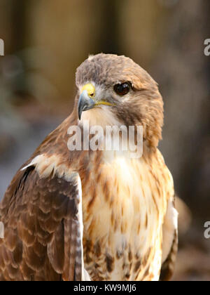 Cooper's Habicht (Accipiter cooperii) im Profil Stockfoto