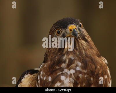 Nahaufnahme von Cooper's hawk mit ausdrucksstarken Gesichts Stockfoto