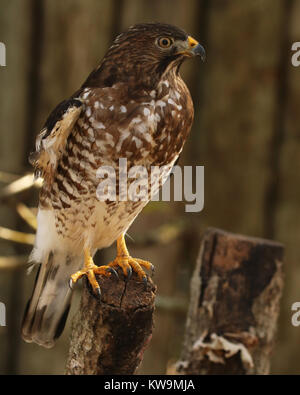 Der Cooper Hawk, die man oft hört, krachend durch die Äste als Er jagt für Vögel Stockfoto