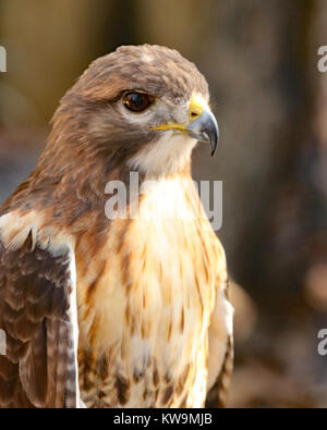 Cooper's Hawk, Florida Stockfoto