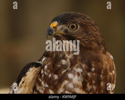 Der Cooper hawk tötet Beute, indem sie zu quetschen zu Tode mit den Füßen statt beißen, was die meisten anderen Raubvogel tun Stockfoto