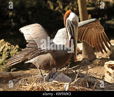 Wenn ein anderer Vogel Ansätze die Mutter Pelican mit ihren Babys, Sie wird aggressiv Klappe ihre Flügel aus den anderen Vogel zu erschrecken Stockfoto