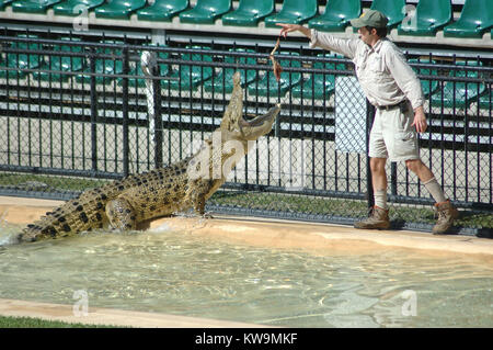 BEERWAH, Australien, 27. Februar, ein Wächter an den Australia Zoo Feeds ein Erwachsener Australier Süßwasser Krokodil, Crocodylus johnstoni, am 27. Februar 2010, in Beerwah, Australien. Stockfoto