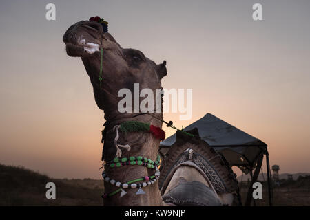 Verziert Kamel bei Sonnenuntergang an der Pushkar Camel Fair in Nordindien. Stockfoto