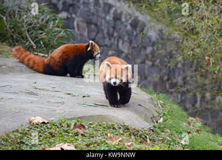 Roter Panda oder Lesser Panda in der Nähe von Chengdu, Provinz Sichuan, China Stockfoto