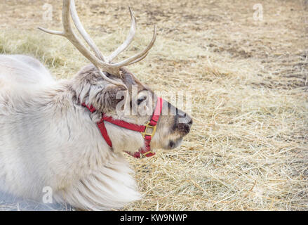 Nahaufnahme von einem einzigen Caribou Rentier mit Geweih draußen Verlegung auf Stroh Stockfoto