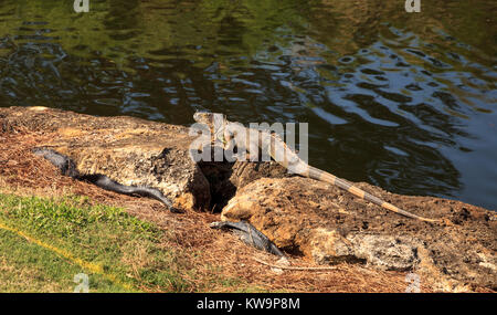 Grüner Leguan Iguana iguana, wissenschaftlich genannt, sonnen sich neben einem Teich auf einem Golfkurs in Florida Stockfoto