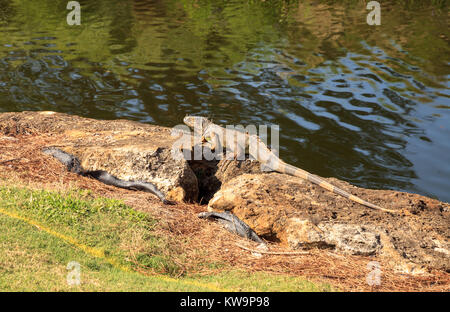 Grüner Leguan Iguana iguana, wissenschaftlich genannt, sonnen sich neben einem Teich auf einem Golfkurs in Florida Stockfoto