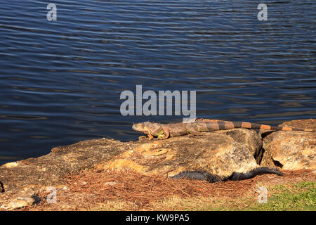 Grüner Leguan Iguana iguana, wissenschaftlich genannt, sonnen sich neben einem Teich auf einem Golfkurs in Florida Stockfoto