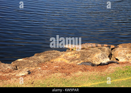 Grüner Leguan Iguana iguana, wissenschaftlich genannt, sonnen sich neben einem Teich auf einem Golfkurs in Florida Stockfoto