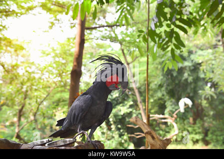 Schwarz palm Kakadu (Probosciger aterrimus) das Hocken auf dem Zweig. Eine der Kakadu Arten in Indonesien Stockfoto