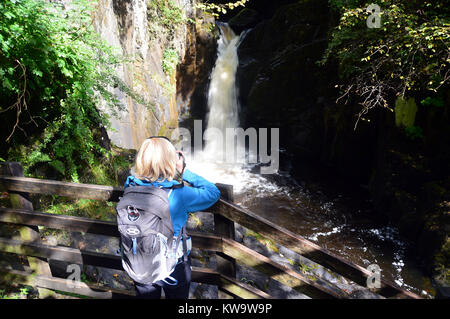 Eine Frau Fotograf Fotos von hollybush Auswurfkrümmer auf dem Fluss Twiss Teil der Ingleton Wasserfälle zu Fuß in den Yorkshire Dales National Park. Stockfoto