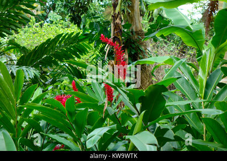 Konoko fällt und die tropischen Gärten, Ocho Rios, Jamaika. Stockfoto