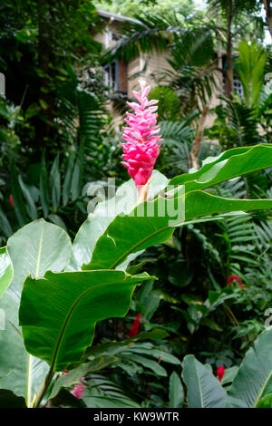 Konoko fällt und die tropischen Gärten, Ocho Rios, Jamaika. Stockfoto