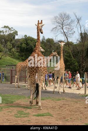 Eine Familie von Giraffen Besucher an der Werribee Open Range Zoo in Melbourne, Australien. Stockfoto