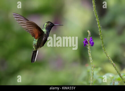 Schwarz-bellied Kolibri im Flug essen Nektar Stockfoto
