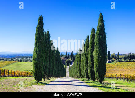 Beeindruckende Herbst Landschaft, mit Zypressen und Weinbergen, Toskana, Italien. Stockfoto