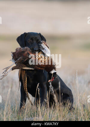 Ein schwarzer Labrador Retriever mit einem Hahn Fasan in South Dakota Stockfoto