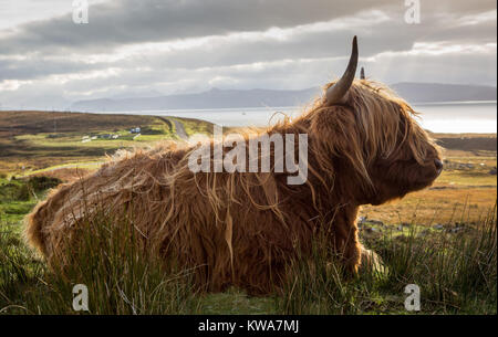 Highland Kuh vor dem Hintergrund der Halbinsel Applecross, Wester Ross, Schottland Stockfoto